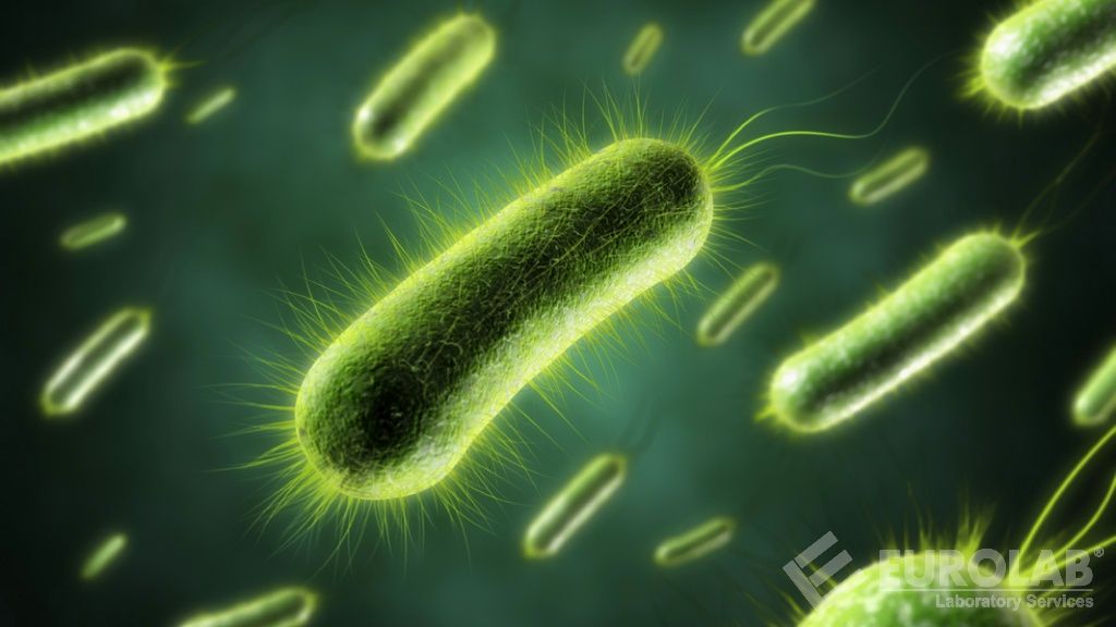 Liczba bakterii beztlenowych