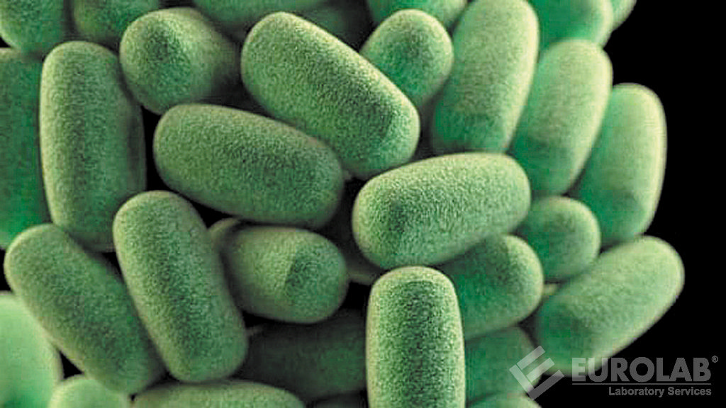 Clostirdium Perfingens Sayımı