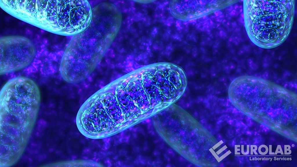 Activation in vitro dans les cellules dendritiques (OCDE 442F)