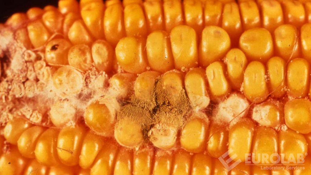 Détermination de l'aflatoxine dans les aliments