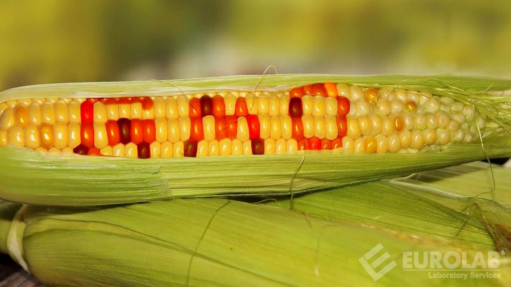 Détection des OGM dans les aliments