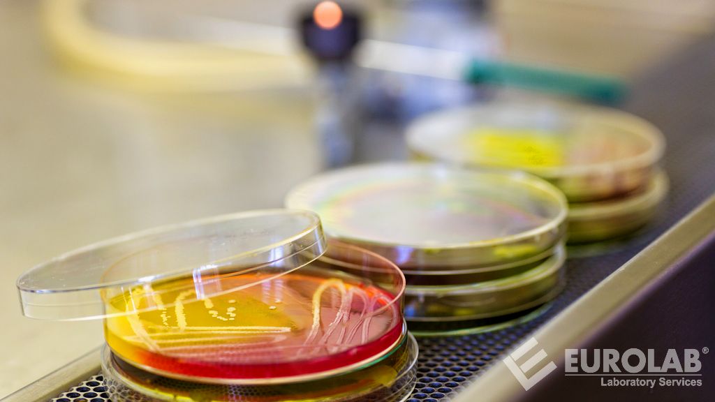 ISO 6888-1 Besin Zincirinin Mikrobiyolojisi - Koagülaz Pozitif Stafilokokların (Staphylococcus Aureus ve Diğer Türler) Sayımı İçin Yatay Yöntem - Bölüm 1: Baird-Parker Agar Besiyeri Kullanan Yöntem