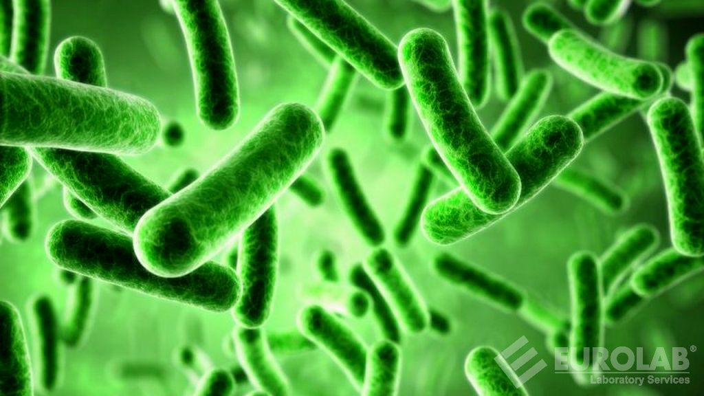 Laktik Asit Bakterileri Sayımı