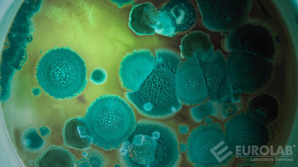 Conte di lieviti e muffe Conte di lieviti e muffe