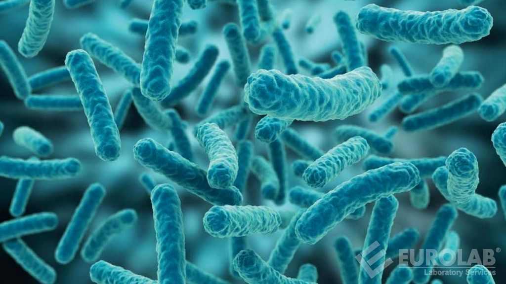 Mikrobiyolojik Testler - Laktik Asit Bakteri Sayımı