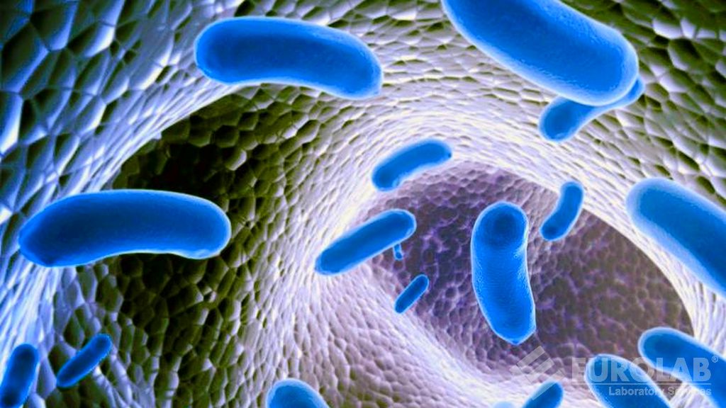 Tests microbiologiques - Dénombrement des bactéries anaérobies sulfito-réductrices