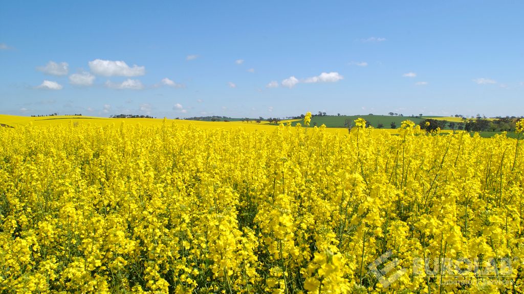 MS1 Determinazione del tipo di canola e analisi della quantità