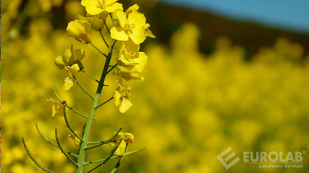 MS8 Détermination du type de canola et analyse de la quantité