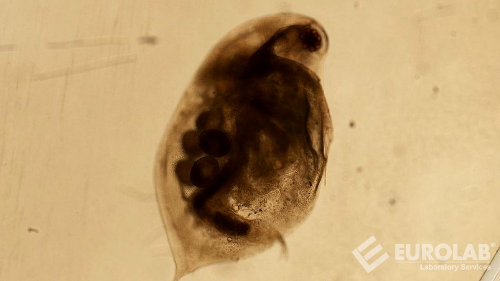 Procédure OCDE 202 Daphnia sp., Essai d'immobilisation aiguë