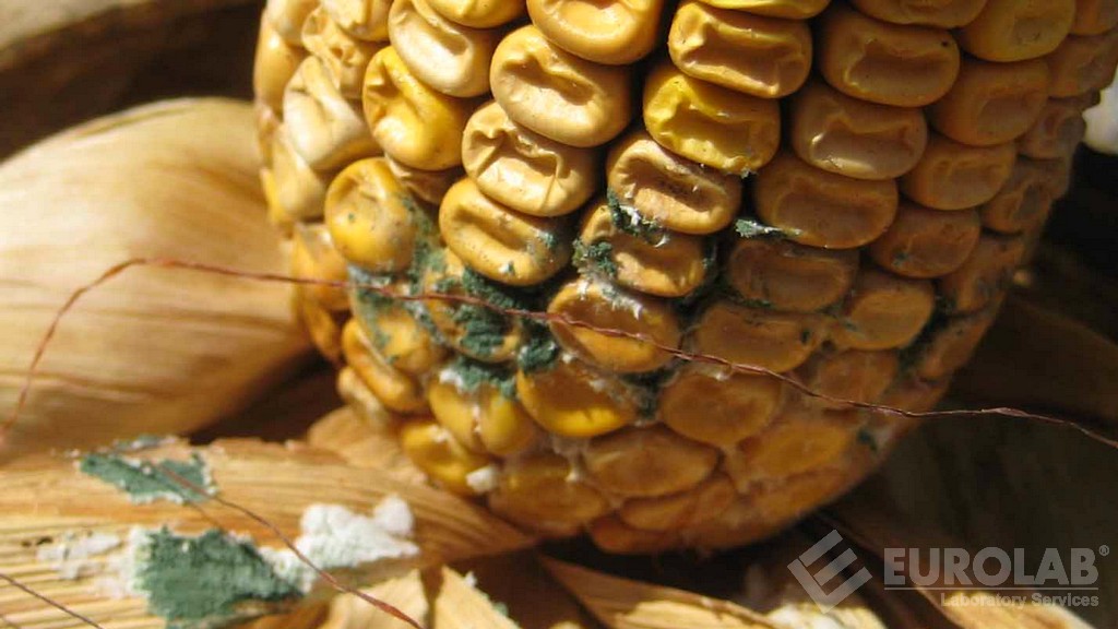 Determinazione dell'ocratossina A