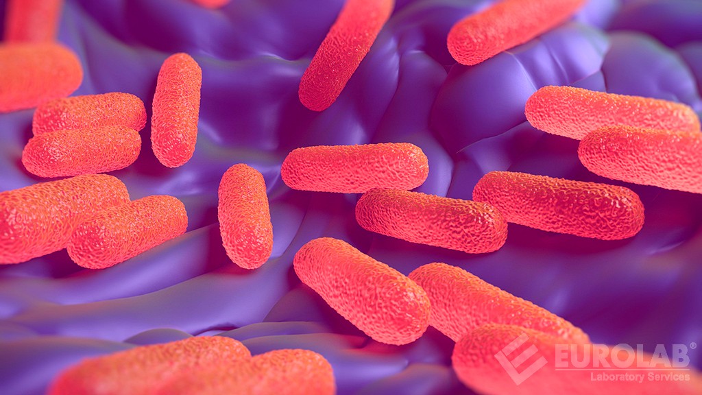 Salmonella spp. Badawczy