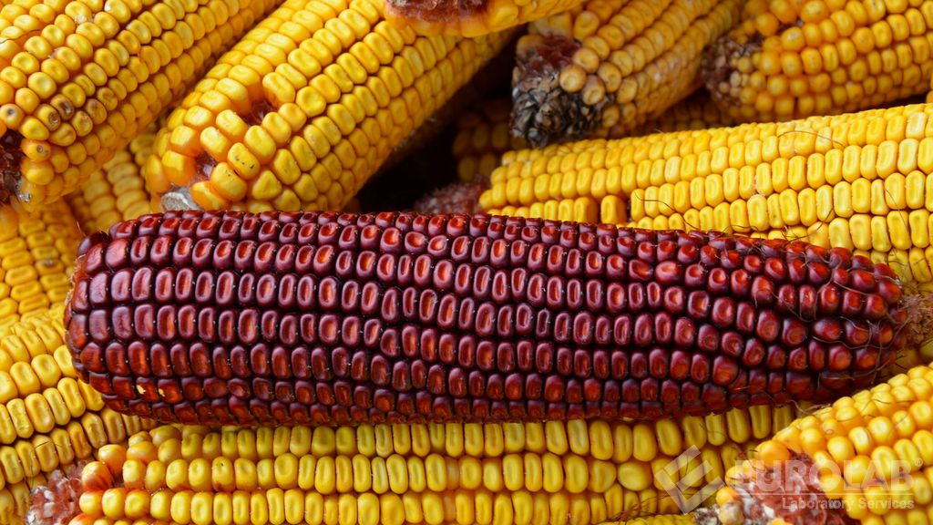 SYN-E3272-5 Identification du type de maïs et analyse de la quantité