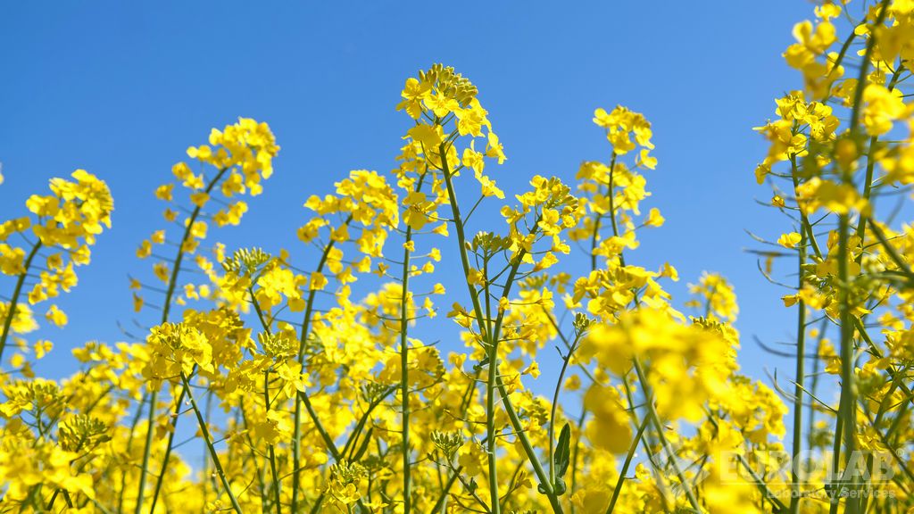 Détermination du type de canola T45 et analyse de la quantité