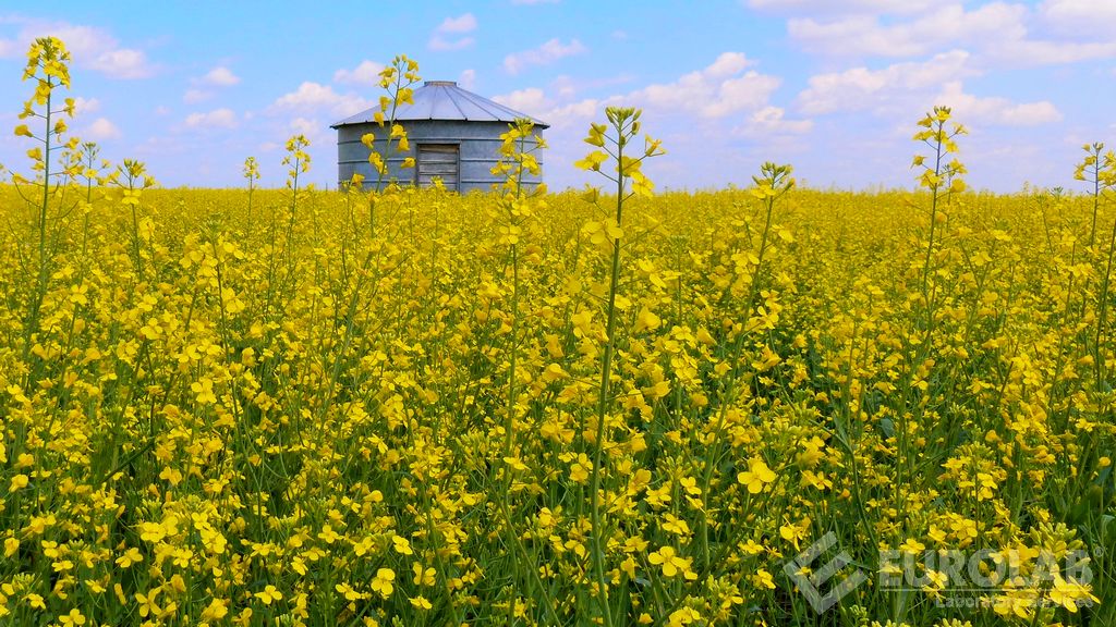 TOPAS19 / 2 Détermination du type de canola et analyse de la quantité