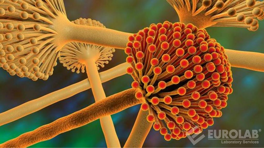 Yem Analizleri - Mikotoksin Analizi
